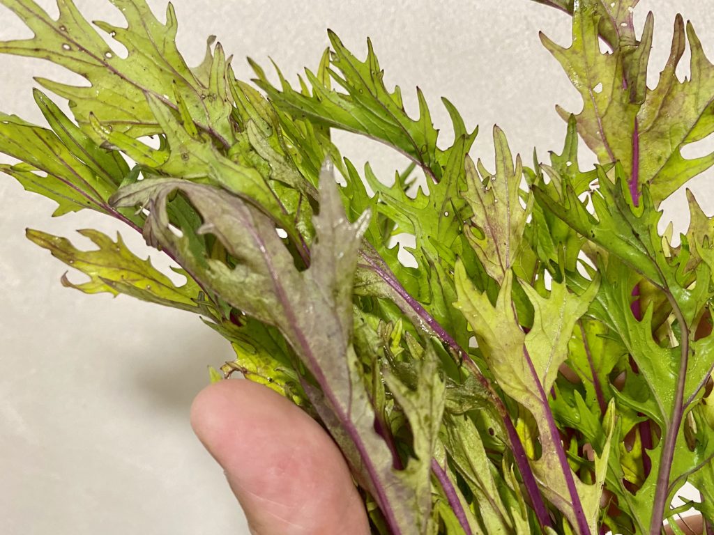 らでぃっしゅぼーや　水菜　みため